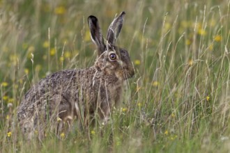 European hare (Lepus europaeus) near the North Sea coast, Germany