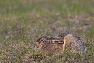 A brown hare (Lepus europaeus) resting in a meadow, Germany