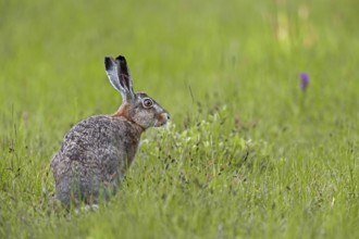 European hare (Lepus europaeus) with orchid in the background, Germany