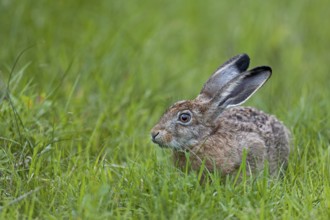 European hare (Lepus europaeus) in its first year of life, young hare, Germany