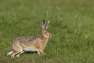 European hare (Lepus europaeus) in the Vaaler Moor, Germany