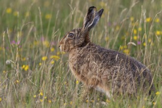 Brown hares (Lepus europaeus) feed exclusively on plant food, in summer it is grasses, various