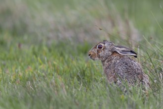 The laid-back ears signalise that the brown hare (Lepus europaeus) is about to press into the grass