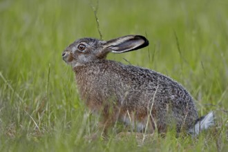 A young brown hare (Lepus europaeus) is alert, young hare, Germany