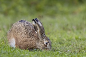 This year's brown hare (Lepus europaeus) searches for food in a natural car park near the North Sea