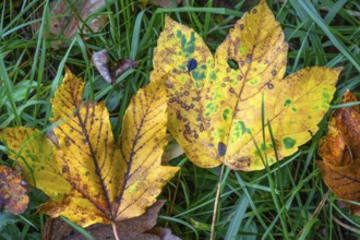Fallen, autumnal maple leaves (Acer), Franconia, Bavaria, Germany