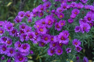 Flowering autumn asters (Symphyotrichum), Franconia, Bavaria, Germany