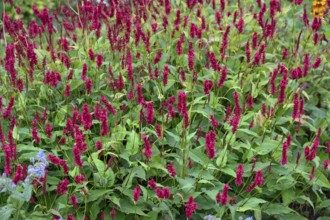 Candle knotweed (Bistorta amplexicaulis), Franconia, Bavaria, Germany