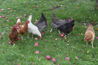 Chickens (Gallus gallus domesticus) in a meadow with fallen apples (Malus), Morschreuth, Upper
