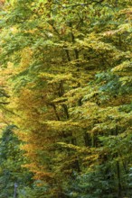 Autumnal beech trees (Fagus), Franconia, Bavaria, Germany