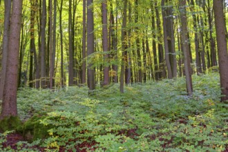Spruce forest (Picea) with forest floor vegetation, Franconia, Bavaria, Germany