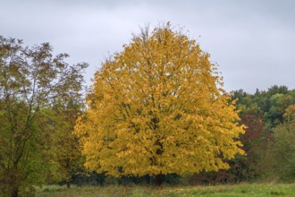 Autumn coloured lime tree (Tilia), Franconia, Bavaria, Germany