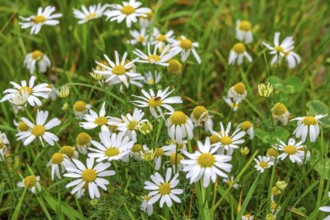 Matricaria chamomilla (Matricaria chamomilla) in a meadow, Franconia, Bavaria, Germany