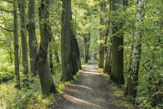Hiking trail in Spreewald, Lübbenau/Spreewald, Brandenburg, Germany