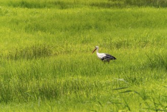 Stork in the Spreewald near Lübbenau/Spreewald, Brandenburg, Germany