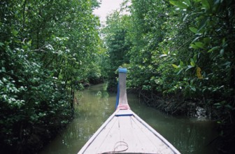 Boat trip through the mangrove jungle near Krabbi, two years in front of the tsunami, Thailand,
