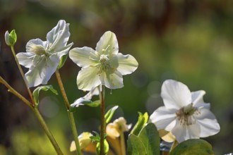White Christmas rose blossoms, (Helleborus niger), Bavaria, Germany