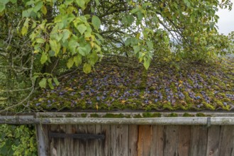 Fallen fruit, fallen plums (Prunus domestica subsp. domestica) on a roof, Kirchrüsselbach, Middle