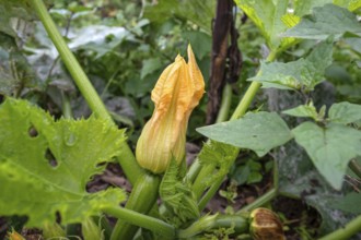 Courgette flower, (Cucurbita pepo subsp. pepo convar. giromontiina), Kichrüsselbach, Middle