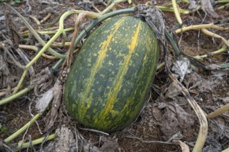 Ripe spaghetti squash (Cucurbita pepo) on a bush Kichrüsselbach, Middle Franconia, Bavaria, Germany