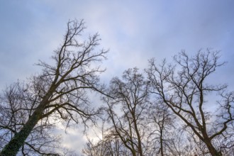 Leafless oak trees against the sky in late autumn, Bavaria, Germany