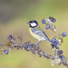 Great tit (Parus major), sitting on a branch in a blackthorn bush, (Prunus spinosa), sloes, with