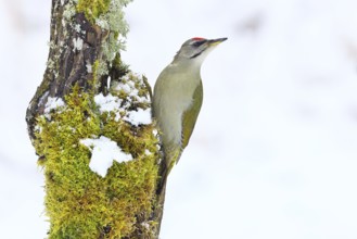 Grey-headed woodpecker (Picus canus), male sitting on a dead wood covered with moss and lichen in