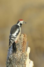 Middle spotted woodpecker (Dendrocopos medius), foraging on dead wood of a common birch (Betula
