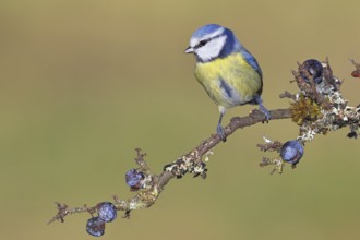 Blue tit (Parus caeruleus), sitting on a branch in a blackthorn bush, (Prunus spinosa), sloes, with