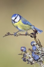 Blue tit (Parus caeruleus), sitting on a branch in a blackthorn bush, (Prunus spinosa), sloes, with