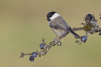 Marsh tit, (Parus palustris), sitting on a branch in a blackthorn bush, (Prunus spinosa), sloes,