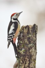 Middle spotted woodpecker (Dendrocopos medius) foraging on dead wood of an oak (Quercus),