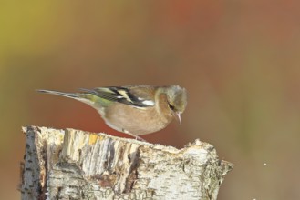 Chaffinch (Fringilla coelebs), adult male sitting on a tree stump in the garden, winter dress,