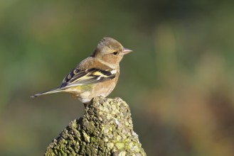 Chaffinch (Fringilla coelebs), adult male sitting on a stone in the garden, winter dress, wildlife,