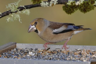 Hawfinch (Coccothraustes coccothraustes), female, at a feeder in the garden, autumn, wildlife,