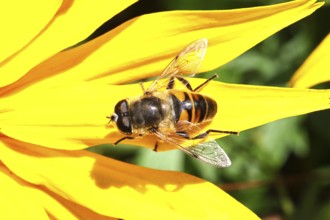 Mock bee wedge-spotted hoverfly (Eristalis tenax), on yellow coneflower (Echinacea paradoxa),