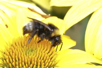Forest cuckoo bumblebee (Bombus sylvestris), collecting nectar on a purple coneflower (Echinacea