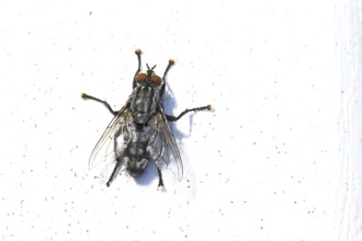 Sarcophaga carnaria (Sarcophaga carnaria), on a park bench, Wilnsdorf, North Rhine-Westphalia,