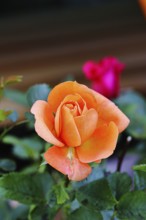 Rose blossom (Rosa sp.), orange flower, in a garden, Wilnsdorf, North Rhine-Westphalia, Germany