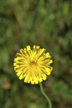 Mouse-ear hawkweed, also known as Lesser mouse-eared hawkweed or long-haired hawkweed (Hieracium