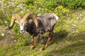 Bighorn sheep with large, curved horns grazing in a lush meadow within jasper national park,