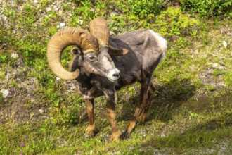 Bighorn sheep with large curled horns standing in a grassy meadow near maligne lake in jasper