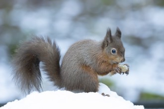 Red squirrel (Sciurus vulgaris) adult animal eating a nut in snow in winter, England, United