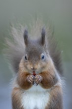 Red squirrel (Sciurus vulgaris) adult animal eating a nut in a woodland in winter, England, United