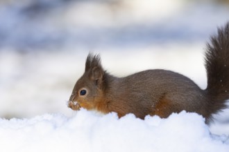 Red squirrel (Sciurus vulgaris) adult animal searching for food in a snow covered woodland in