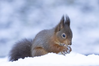 Red squirrel (Sciurus vulgaris) adult animal feeding on a hazel nut in snow in winter, England,