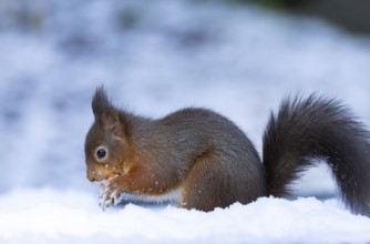 Red squirrel (Sciurus vulgaris) adult animal collecting a hazel nut in snow in winter, England,