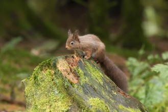 Red squirrel (Sciurus vulgaris) adult animal on a moss covered tree stump in a woodland in winter,