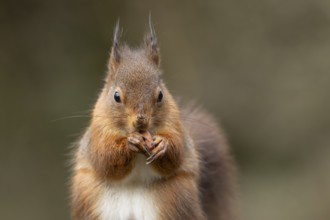 Red squirrel (Sciurus vulgaris) adult animal eating a nut in a woodland in winter, England, United