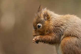 Red squirrel (Sciurus vulgaris) adult animal feeding on a nut in winter, England, United Kingdom